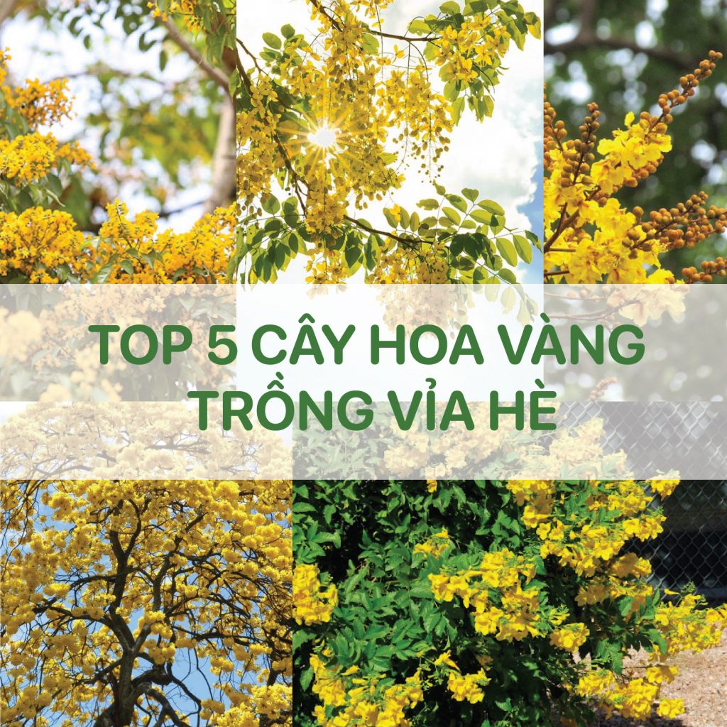 TOP 5 Cây Hoa Vàng Trồng Nhiều Tại Vỉa Hè đô Thị Việt Nam 2021